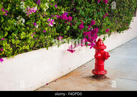 Rosso fuoco idrante sulla strada con fioritura viola bouganville in Key West, Florida Keys, STATI UNITI D'AMERICA. Foto Stock