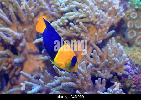 Bicolor angelfish (Centropyge bicolor) Foto Stock