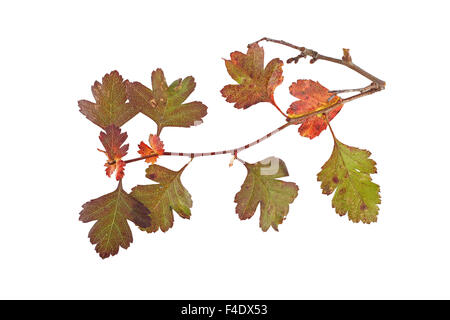 Close up foto di foglie di autunno su uno sfondo bianco. Foto Stock