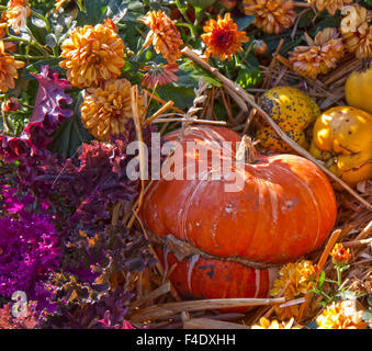 Hokkaido arancione zucca, altre zucche decorative e belle dalie in autunno tempo pronto per Halloween Foto Stock