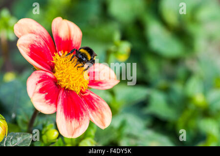 Un buff-tailed bumblebee (bombus terrestris) è la raccolta di nettare da un dahlia (asteraceae) blossom Foto Stock
