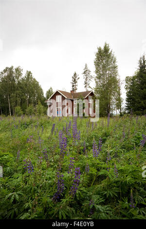 Una casa abbandonata nella foresta, Svezia. Foto Stock