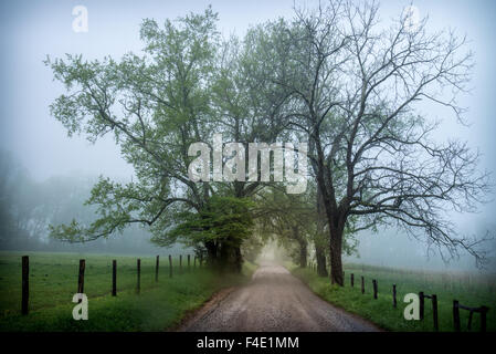 Una mattinata nebbiosa lungo la corsia di scintille in Cadei's Cove, Great Smoky Mountains National Park, Tennessee, Stati Uniti d'America. Foto Stock