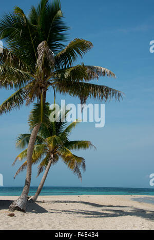 Belize. Goff Caye, un popolare barriera corallina isola solo dagli impianti offshore di Belize City. Palm Tree e spiaggia di sabbia bianca (formato di grandi dimensioni disponibili). Foto Stock