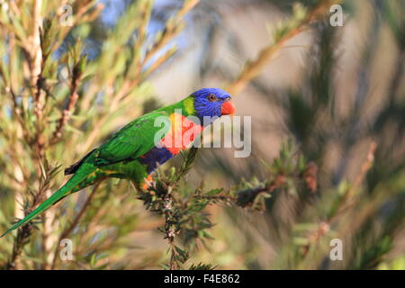 Rainbow Lorikeet (Trichoglossus haematodus) in Cainrs, Australia Foto Stock