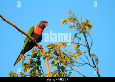 Rainbow Lorikeet (Trichoglossus haematodus) in Cainrs, Australia Foto Stock