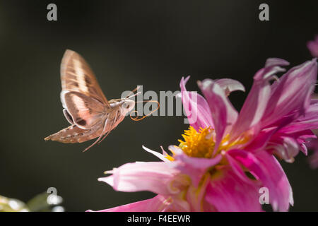 Stati Uniti d'America, Colorado. Bianco-rivestita sphinx moth si dispiega lungo la linguetta per l'alimentazione. Credito come: Fred Signore Jaynes / Galleria / DanitaDelimont.com Foto Stock