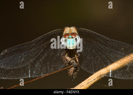 Blu-di fronte Meadowhawk (Sympetrum ambiguum) maschio, Marion Co. IL Foto Stock