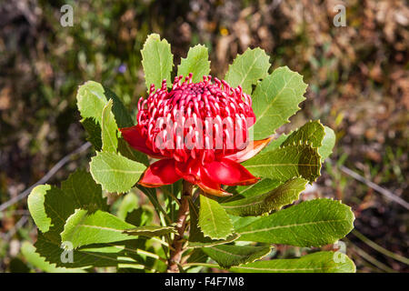 Fioritura (Waratah Telopea speciosissima) a Brisbane acqua Parco Nazionale, Costa Centrale del Nuovo Galles del Sud, Australia. Foto Stock