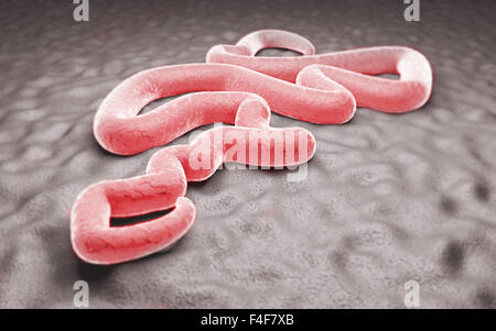 Illustrazione della vista al microscopio del virus Ebola Foto Stock