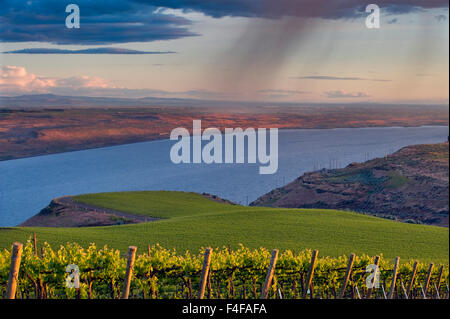 Stati Uniti d'America, Washington, Columbia Valley. La pioggia cade sui banchi di vigna e il Columbia River a cavallo cielo colline AVA. Foto Stock