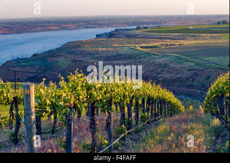 Stati Uniti d'America, Washington, Columbia Valley. Il Cabernet Sauvignon vigne la linea fino a banchi vigna sopra Columbia River nel cavallo cielo colline AVA. Foto Stock