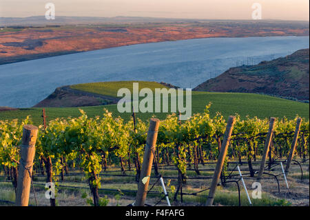 Stati Uniti d'America, Washington, Columbia Valley. Il Cabernet Sauvignon vigne la linea fino a banchi vigna sopra Columbia River nel cavallo cielo colline AVA. Foto Stock