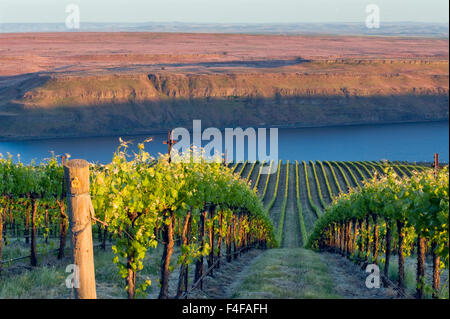 Stati Uniti d'America, Washington, Columbia Valley. Righe di vitigni Syrah a banchi vigneto conducono giù al fiume Columbia nel cavallo cielo colline AVA. Foto Stock