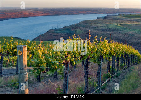 Stati Uniti d'America, Washington, Columbia Valley. Il Cabernet Sauvignon vigne la linea fino a banchi vigna sopra Columbia River nel cavallo cielo colline AVA. Foto Stock