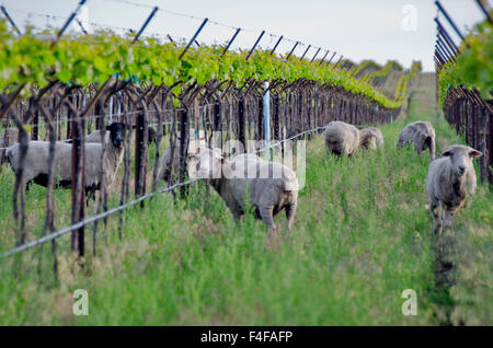 Stati Uniti d'America, Washington, Columbia Valley. Pecore mangiano l erba del blocco biodinamica presso i banchi vigneto a cavallo cielo colline AVA. Foto Stock