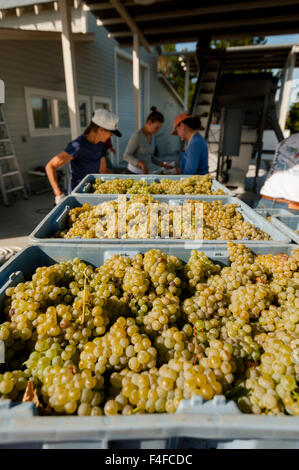 Stati Uniti d'America, Washington, Prosser. Schiacciare i lavoratori ispezionare le uve Chardonnay prima della diraspatura. Foto Stock