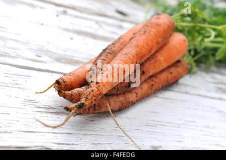 Le carote dal giardino posto su bianco tavolo in legno Foto Stock