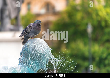 Trafalgar Square Fontana Foto Stock