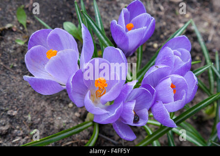 Mazzetto di violetta crocus fiori closeup Foto Stock