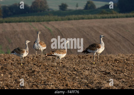 Grande bustard, Otis tarda, gruppo di uccelli, Wiltshire, Ottobre 2015 Foto Stock