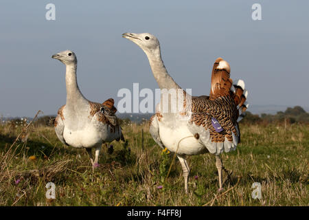 Grande bustard, Otis tarda, due uccelli, Wiltshire, Ottobre 2015 Foto Stock