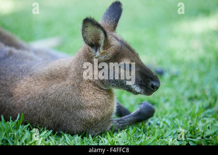 Wallaby dormire su erba nel parco naturale Foto Stock