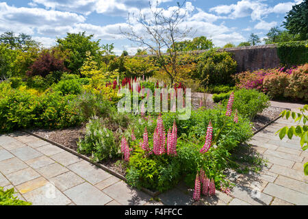 Lupini colorato nella doppia giardino murato presso i Giardini Botanici Nazionali del Galles, Carmarthenshire, Wales, Regno Unito Foto Stock