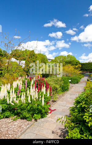 Lupini colorato nella doppia giardino murato presso i Giardini Botanici Nazionali del Galles, Carmarthenshire, Wales, Regno Unito Foto Stock