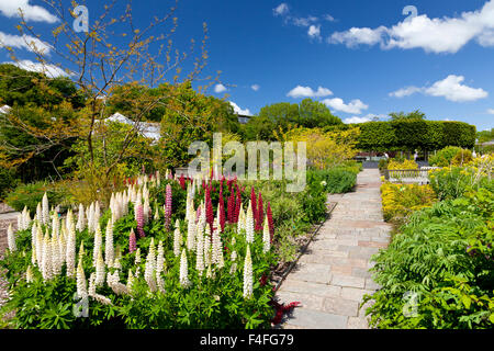 Lupini colorato nella doppia giardino murato presso i Giardini Botanici Nazionali del Galles, Carmarthenshire, Wales, Regno Unito Foto Stock