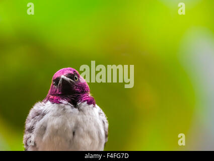Viola maschio supportato starling, cinnyricinclus leucogaster, chiamato anche ametista starling o color prugna starling Foto Stock