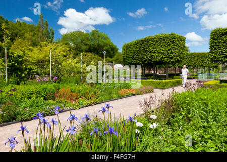 Iris colorati fiori nel giardino murato dei Giardini Botanici Nazionali del Galles, Carmarthenshire, Wales, Regno Unito Foto Stock