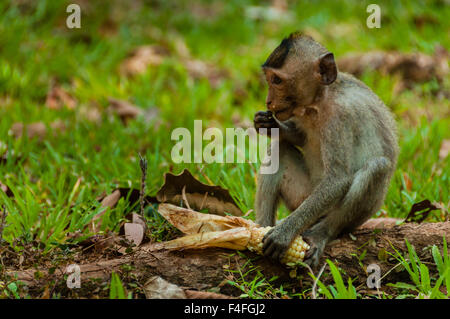 Seduta macaco scimmia Foto Stock