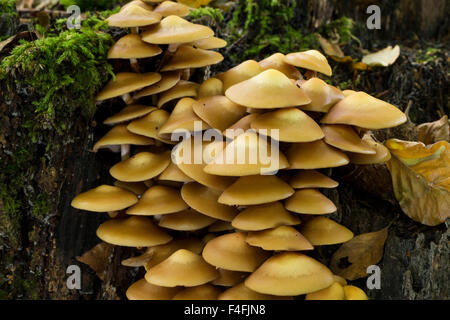 Inguainato, woodtuft Stockschwämmchen, Stockschüppling, Kuehneromyces mutabiles, Galerina mutabilis, Pholiota mutabilis Foto Stock