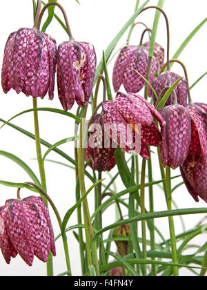 Crown Imperials ( Fritillaria imperialis ) noto anche come corona regale o di Kaiser a corona Foto Stock