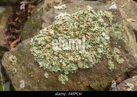 Scudo martellato lichen, Clairmont sulcata, crescente sul muro di pietra arenaria, Peak District, Derbyshire Foto Stock