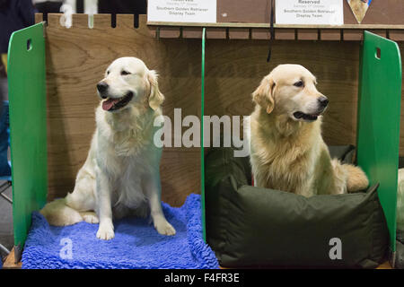 Londra, Regno Unito. 17/10/2015. Golden Retriever dal sud del Golden Retriever Team Display resto prima del loro show. Scopri i cani sponsorizzato da Eukanuba apre presso il centro espositivo ExCel nei Docklands. La mostra, organizzata dal Kennel Club di Londra è il più grande evento del cane. Credito: Nick Savage/Alamy Live News Foto Stock