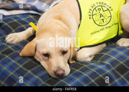 Londra, Regno Unito. 17/10/2015. Un cane di terapia di riposo. Scopri i cani sponsorizzato da Eukanuba apre presso il centro espositivo ExCel nei Docklands. La mostra, organizzata dal Kennel Club di Londra è il più grande evento del cane. Credito: Nick Savage/Alamy Live News Foto Stock