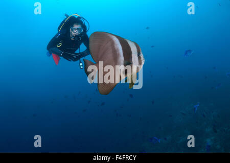 Sommozzatore guardando il pesce Orbicular (batfish Platax orbicularis), Oceano Indiano, Maldive Foto Stock