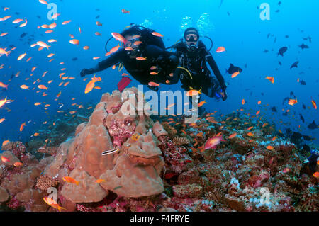 Coppia giovane sub nuota su una scogliera di corallo e sta guardando un branco di pesci dai colori vivaci, Oceano Indiano, Maldive Foto Stock