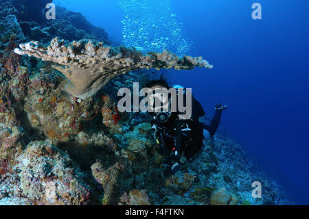 Oceano Indiano, Maldive. 26 Sep, 2015. Giovane donna subacqueo vicino a Coral, Oceano Indiano, Maldive © Andrey Nekrasov/ZUMA filo/ZUMAPRESS.com/Alamy Live News Foto Stock