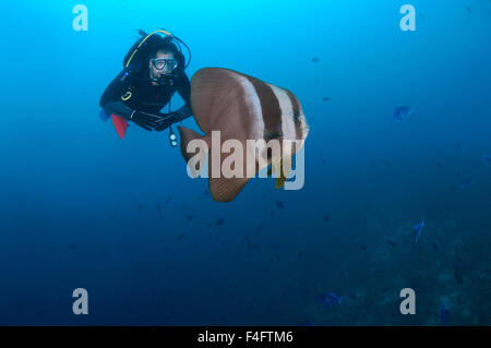 Oceano Indiano, Maldive. 23 Sep, 2015. Sommozzatore guardando il pesce Orbicular (batfish Platax orbicularis), Oceano Indiano, Maldive © Andrey Nekrasov/ZUMA filo/ZUMAPRESS.com/Alamy Live News Foto Stock