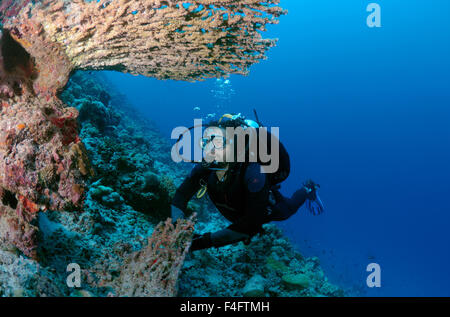 Oceano Indiano, Maldive. 26 Sep, 2015. Sommozzatore guardando un corallo, l'Oceano Indiano, Maldive © Andrey Nekrasov/ZUMA filo/ZUMAPRESS.com/Alamy Live News Foto Stock