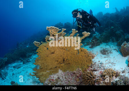 Oceano Indiano, Maldive. 26 Sep, 2015. Giovane donna diver guardando al Coral, Oceano Indiano, Maldive © Andrey Nekrasov/ZUMA filo/ZUMAPRESS.com/Alamy Live News Foto Stock