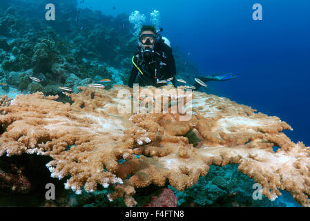 Oceano Indiano, Maldive. 26 Sep, 2015. Giovane donna diver guardando al Coral, Oceano Indiano, Maldive © Andrey Nekrasov/ZUMA filo/ZUMAPRESS.com/Alamy Live News Foto Stock