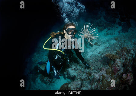 Sett. 27, 2015 - Oceano Indiano, Maldive - Giovane donna diver guardando i gigli di mare (Leptometra celtic) immersioni notturne, Oceano Indiano, Maldive (credito Immagine: © Andrey Nekrasov/ZUMA filo/ZUMAPRESS.com) Foto Stock