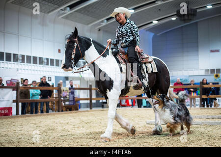 Dortmund, Germania. Xvi oct, 2015. Una donna corse Tinker Pinto cavallo durante la fiera "Hund & Pferd' (lit. Cane e Cavallo) di Dortmund in Germania, 16 ottobre 2015. La fiera che corre dal 16 al 18 Ottobre 2015 comprende eventi quali la International Dog Show. Foto: MAJA HITIJ/dpa/Alamy Live News Foto Stock