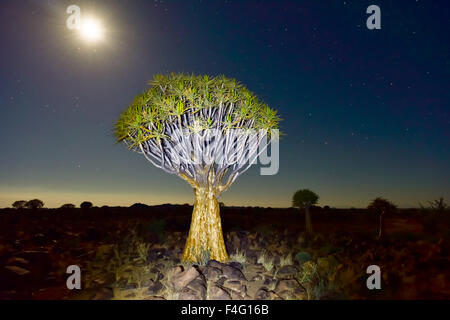Per Quiver Tree Forest al di fuori di Keetmanshoop, Namibia di notte su una luna piena con le stelle nel cielo. Foto Stock