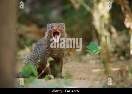 In India la mangusta grigia specie Herpestes edwardsii Foto Stock