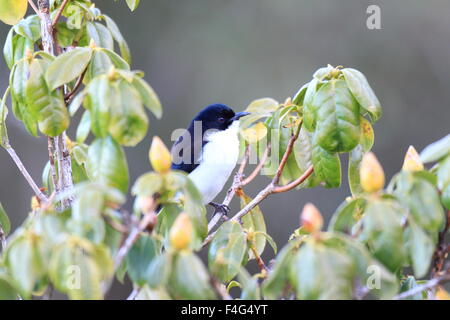 Dark-backed Sibia (Heterophasia melanoleuca) Foto Stock